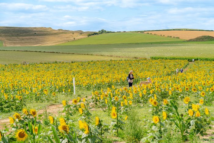Image 3 from Things to do Dorchester | Days Out - Dorset Sunflower Trail