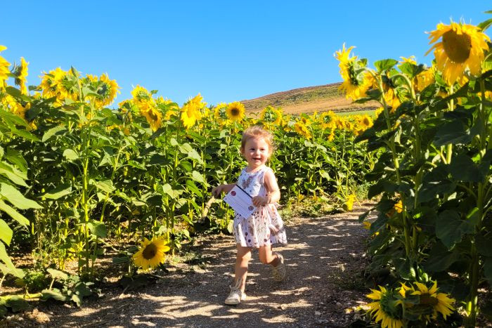 Image 2 from Things to do Dorchester | Days Out - Dorset Sunflower Trail