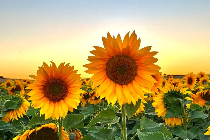 Image 5 from Things to do Dorchester | Days Out - Dorset Sunflower Trail