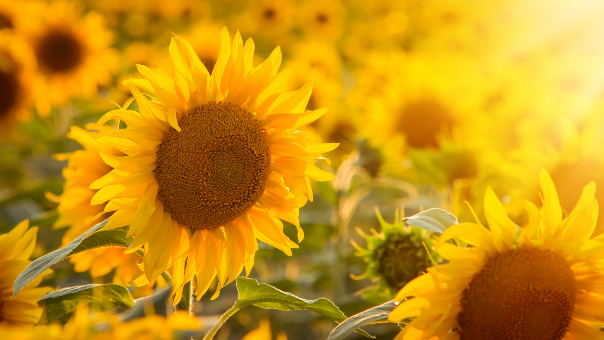 Header banner image