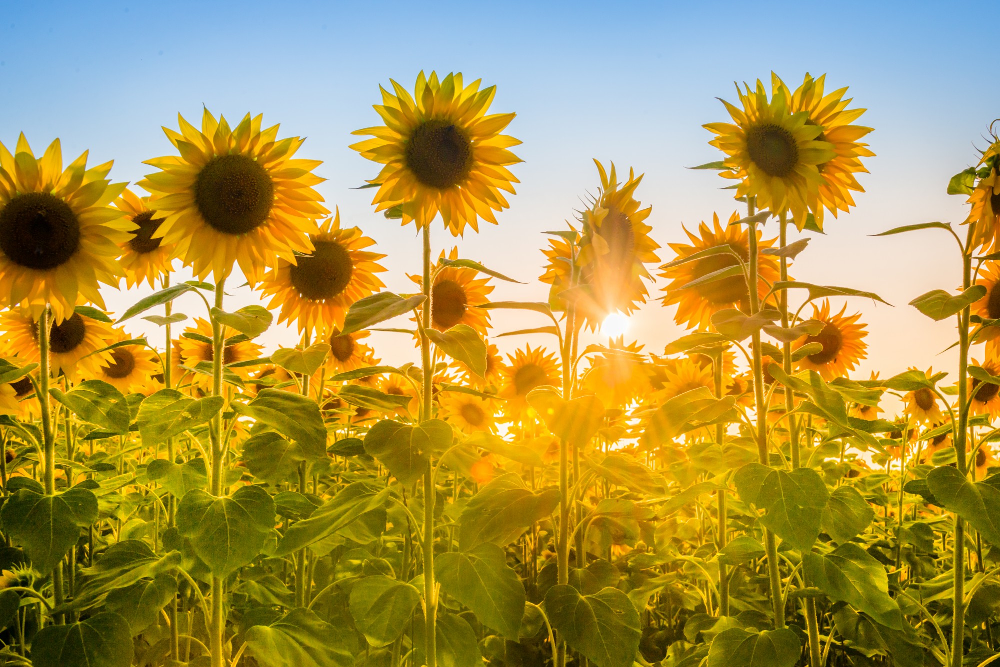 Header banner image