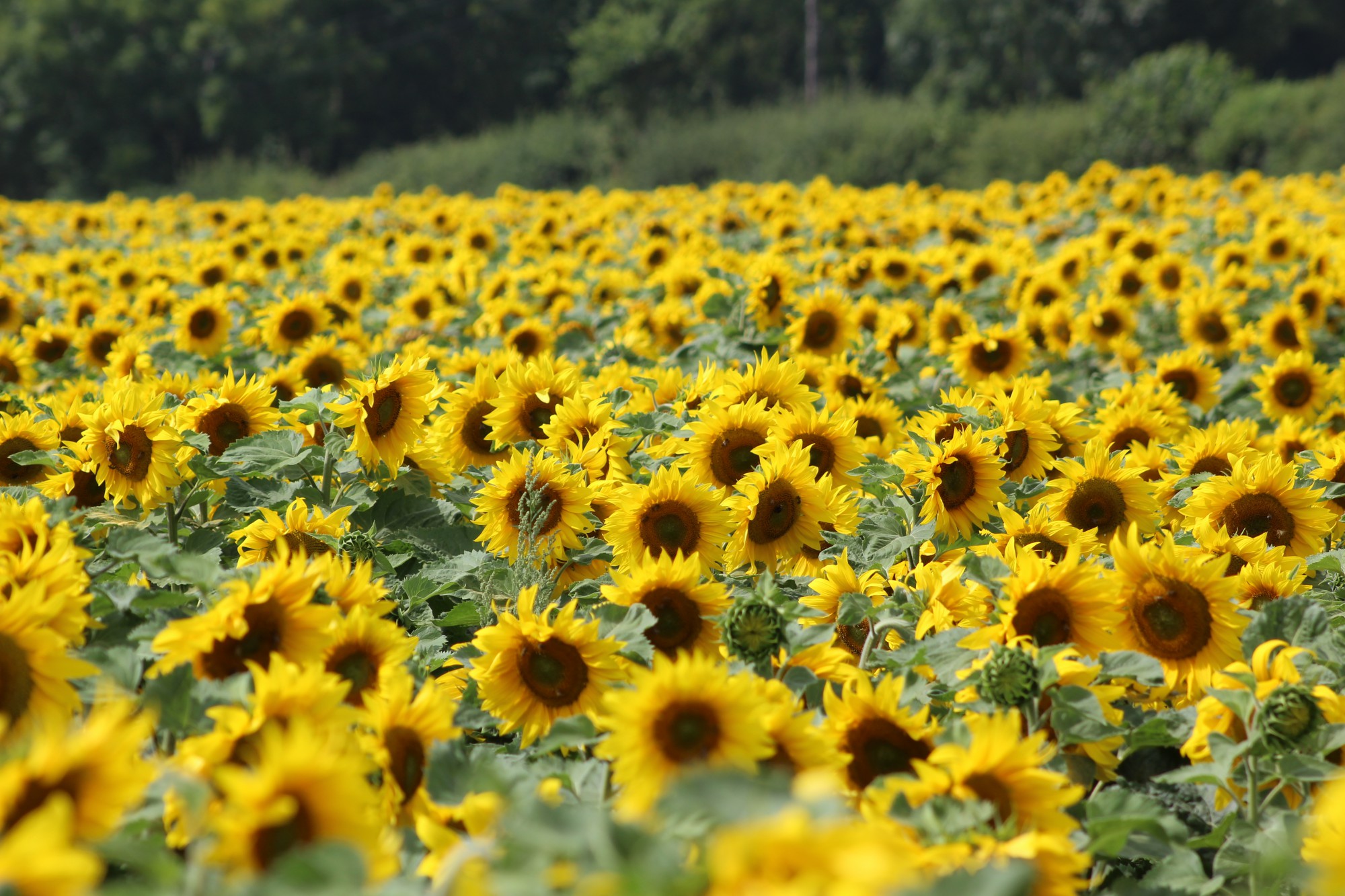 Header banner image