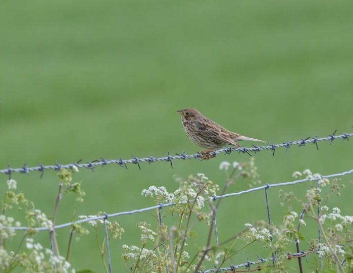 Maiden Castle Farm image from Birds on the farm