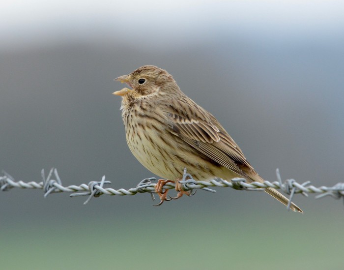 Maiden Castle Farm image from Birds on the farm