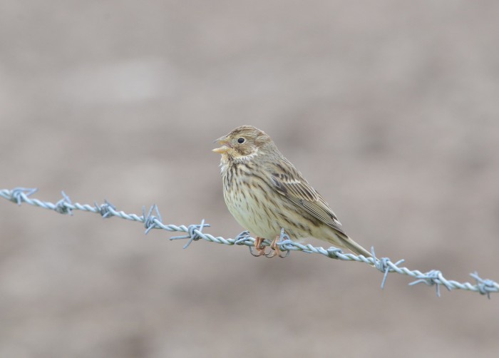 Maiden Castle Farm image from Birds on the farm