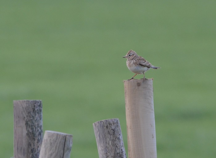 Maiden Castle Farm image from Birds on the farm