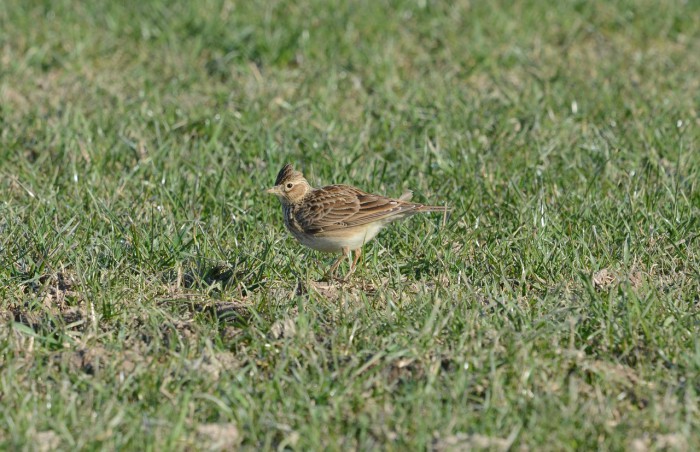 Maiden Castle Farm image from Birds on the farm