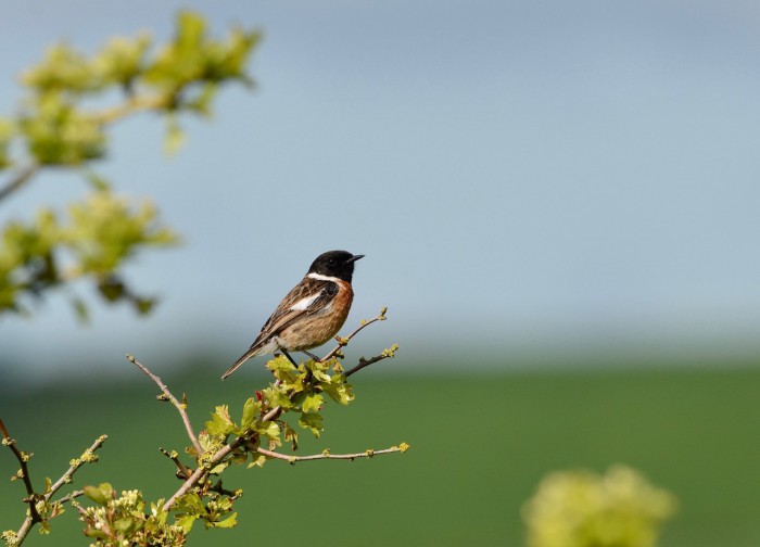Maiden Castle Farm image from Birds on the farm