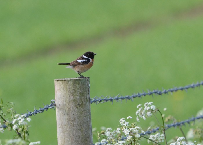 Maiden Castle Farm image from Birds on the farm