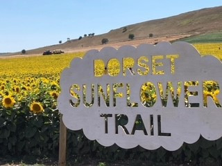 Maiden Castle Farm image from Dorset Sunflower Trail