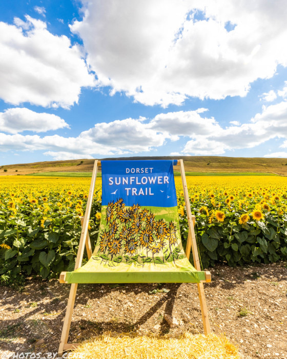 Maiden Castle Farm image from Dorset Sunflower Trail