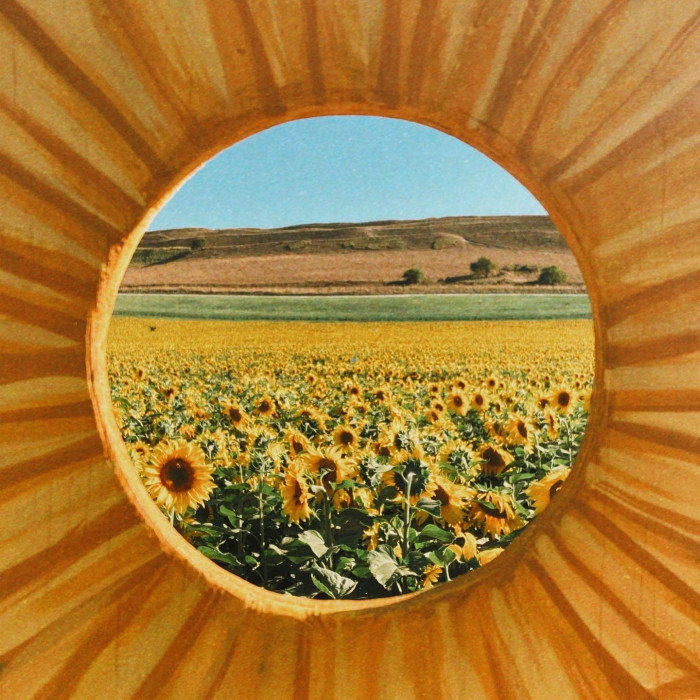 Maiden Castle Farm image from Dorset Sunflower Trail