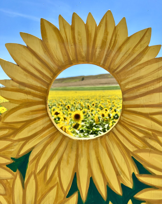 Maiden Castle Farm image from Dorset Sunflower Trail