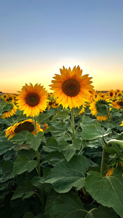 Maiden Castle Farm image from Dorset Sunflower Trail