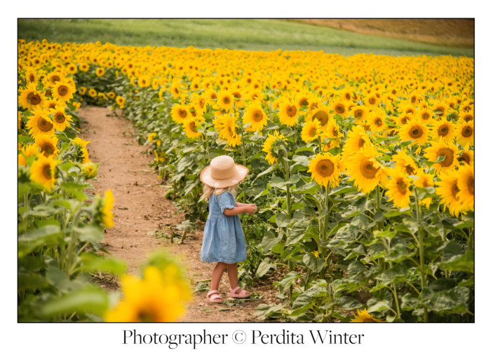 Maiden Castle Farm image from Dorset Sunflower Trail