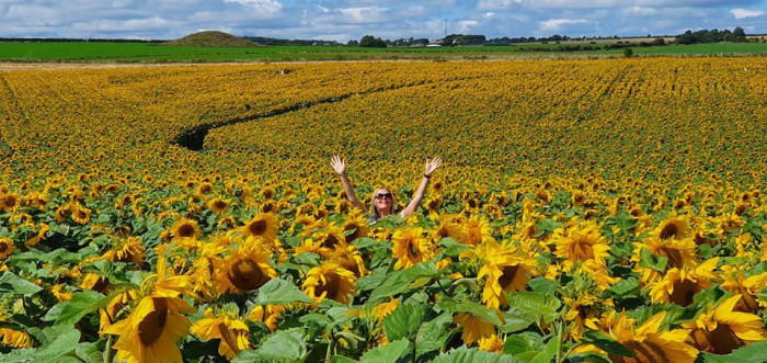 Maiden Castle Farm image from Dorset Sunflower Trail