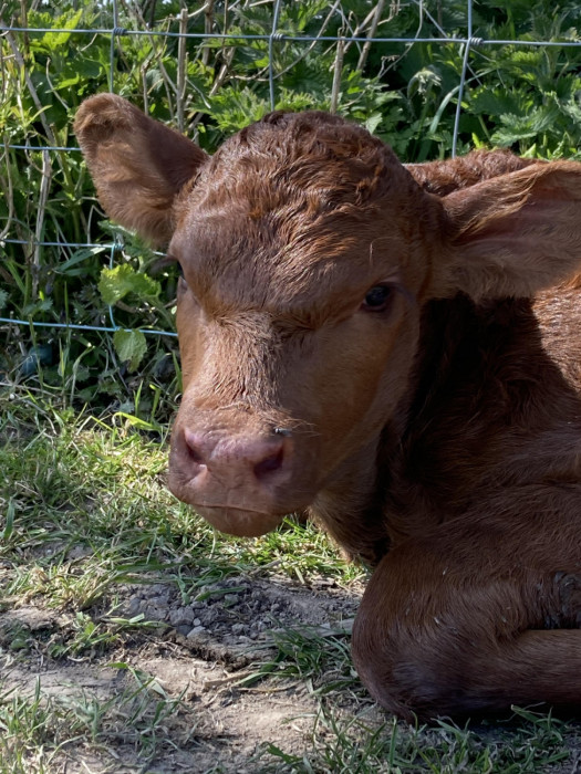 Maiden Castle Farm image from Educational visits