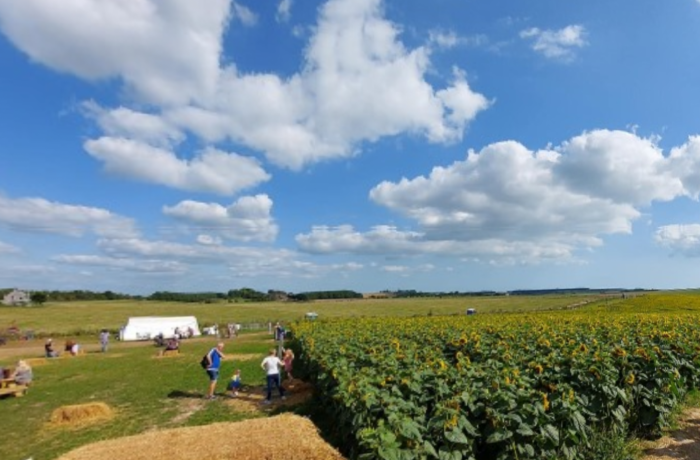 Maiden Castle Farm image from Sunflower Trail 2021