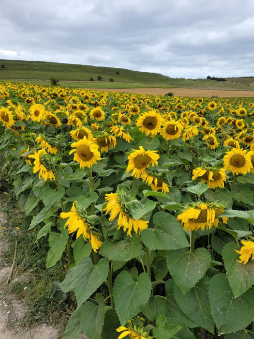 Maiden Castle Farm image from Sunflower Trail 2021