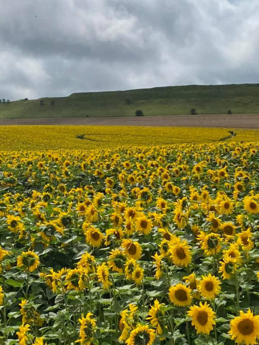 Maiden Castle Farm image from Sunflower Trail 2021