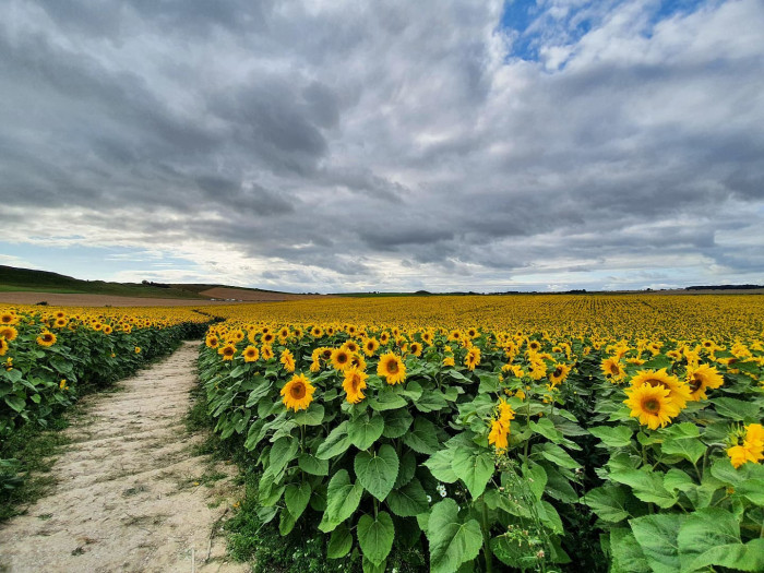 Maiden Castle Farm image from Sunflower Trail 2021