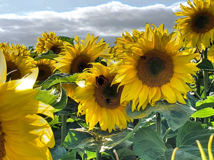 Maiden Castle Farm image from Sunflower Trail 2021