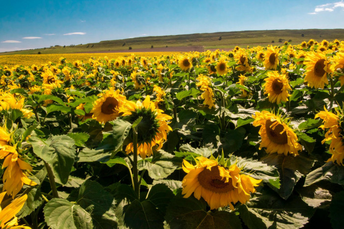 Maiden Castle Farm image from Sunflower Trail 2021