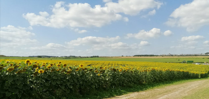 Maiden Castle Farm image from Sunflower Trail 2021
