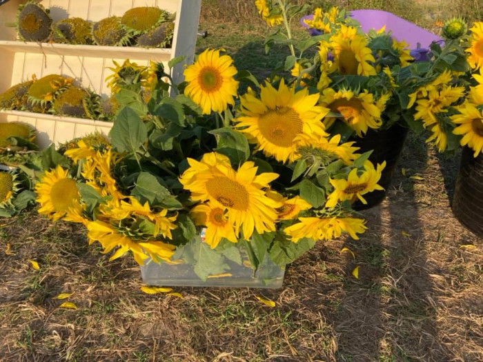 Maiden Castle Farm image from Sunflower Trail 2021