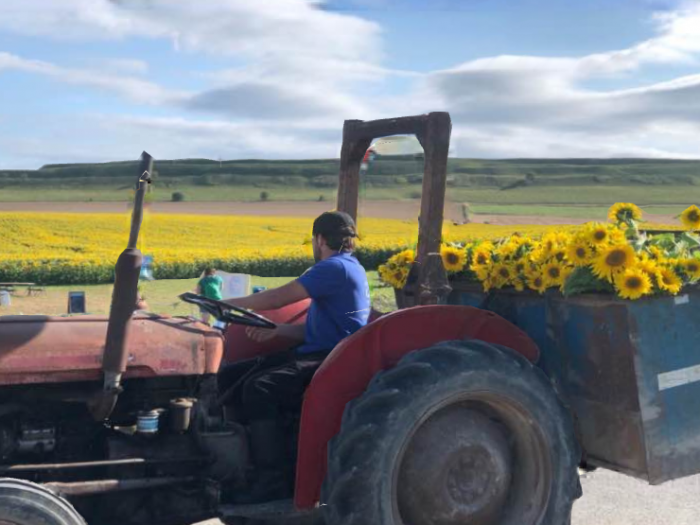 Maiden Castle Farm image from Sunflower Trail 2021