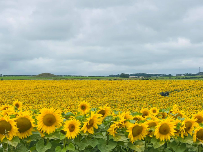 Maiden Castle Farm image from Sunflower Trail 2021