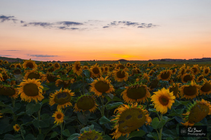 Maiden Castle Farm image from Sunflower Trail 2021