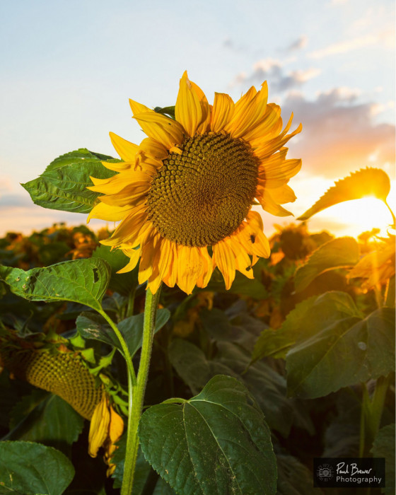 Maiden Castle Farm image from Sunflower Trail 2021