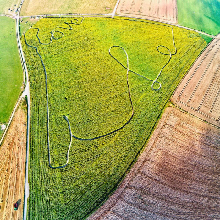 Maiden Castle Farm image from Sunflower Trail 2021