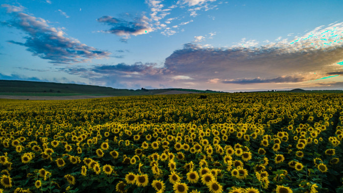 Maiden Castle Farm image from Sunflower Trail 2021