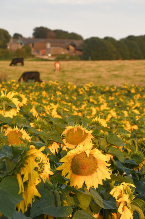 Maiden Castle Farm image from Sunflower Trail 2021