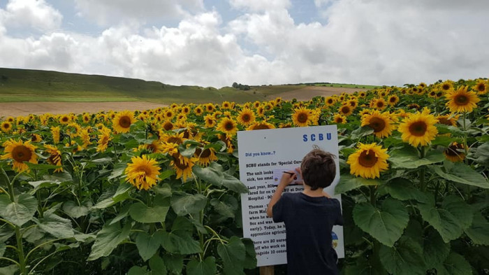 Maiden Castle Farm image from Sunflower Trail 2021